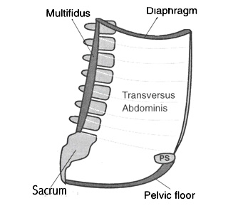 transversus abdominis