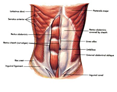 the abdominal muscles